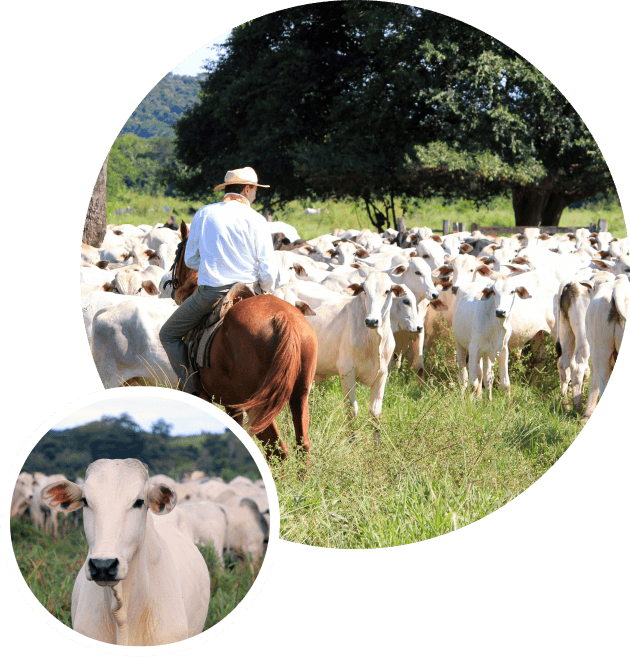 Ilustração de rebanho e gado (composição)